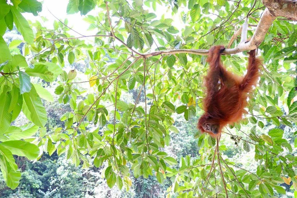 Gino'S Place - Guest House & Jungle Trekking Bukit Lawang Dış mekan fotoğraf