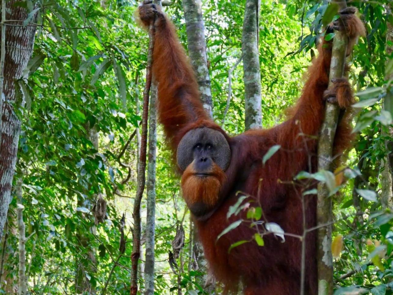 Gino'S Place - Guest House & Jungle Trekking Bukit Lawang Dış mekan fotoğraf