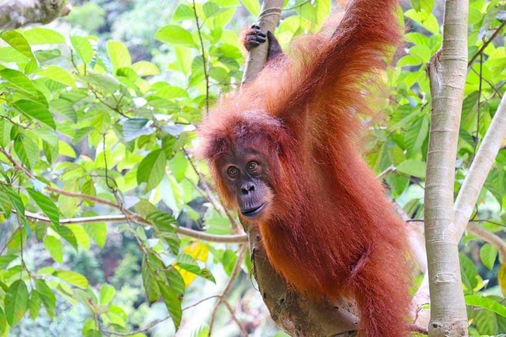 Gino'S Place - Guest House & Jungle Trekking Bukit Lawang Dış mekan fotoğraf