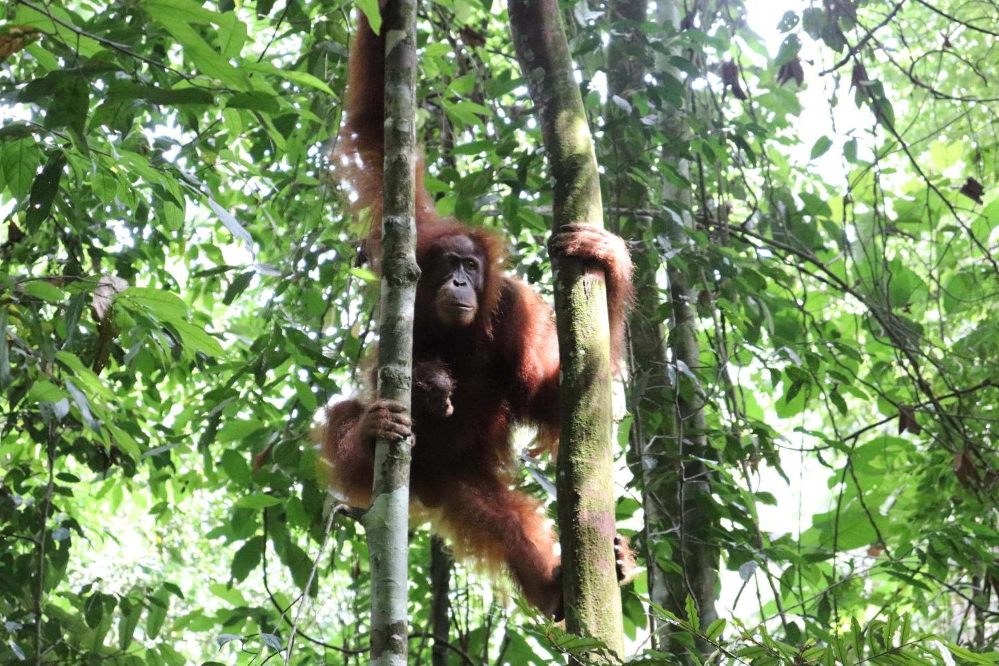 Gino'S Place - Guest House & Jungle Trekking Bukit Lawang Dış mekan fotoğraf